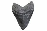 Serrated, Fossil Megalodon Tooth - South Carolina #371780-2
